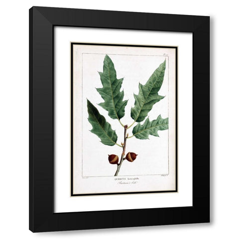 Bartrams Oak Black Modern Wood Framed Art Print with Double Matting by Michaux, Francois A.