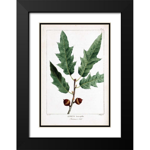 Bartrams Oak Black Modern Wood Framed Art Print with Double Matting by Michaux, Francois A.