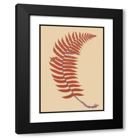 Soft Prickly Shield Fern Black Modern Wood Framed Art Print with Double Matting by Heath, Francis George