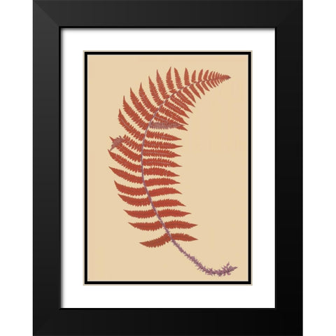 Soft Prickly Shield Fern Black Modern Wood Framed Art Print with Double Matting by Heath, Francis George