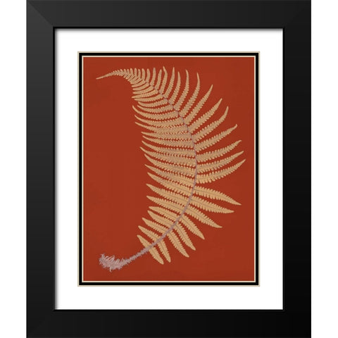 Male Fern Black Modern Wood Framed Art Print with Double Matting by Heath, Francis George