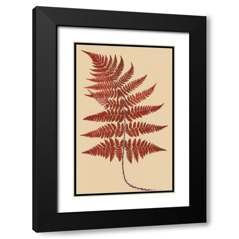 Broad Buckler Fern Black Modern Wood Framed Art Print with Double Matting by Heath, Francis George