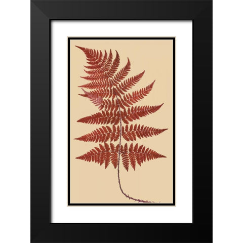 Broad Buckler Fern Black Modern Wood Framed Art Print with Double Matting by Heath, Francis George
