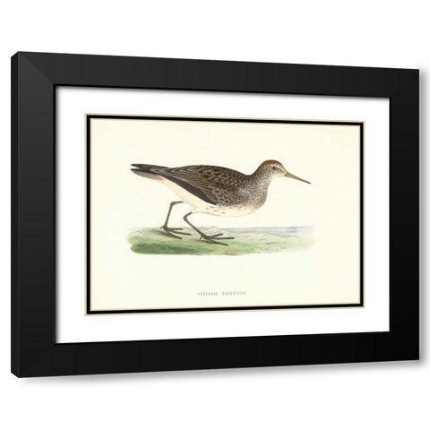 Pectoral Sandpiper Black Modern Wood Framed Art Print with Double Matting by Morris, Rev FO