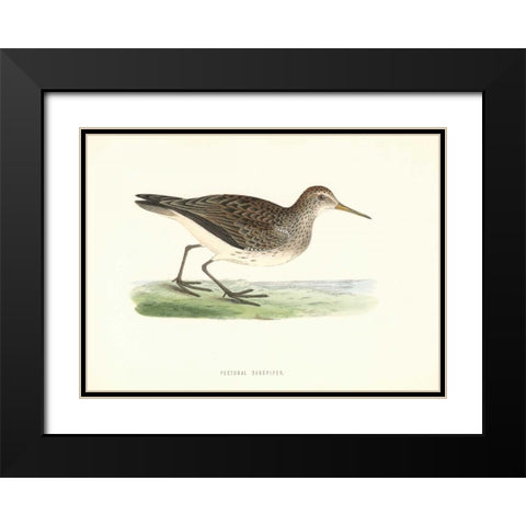 Pectoral Sandpiper Black Modern Wood Framed Art Print with Double Matting by Morris, Rev FO