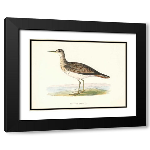 Bartrams Sandpiper Black Modern Wood Framed Art Print with Double Matting by Morris, Rev FO