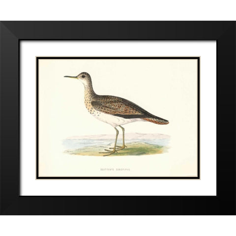 Bartrams Sandpiper Black Modern Wood Framed Art Print with Double Matting by Morris, Rev FO