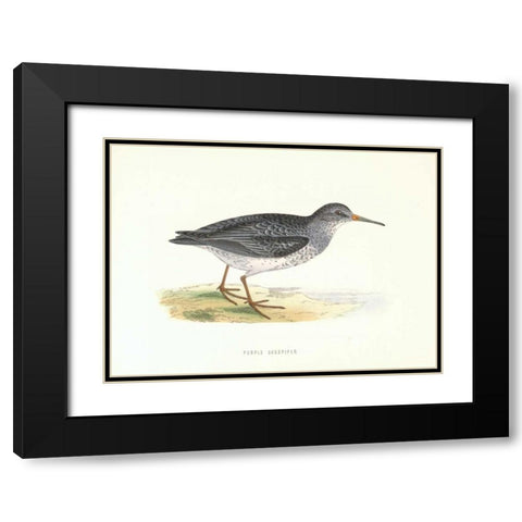 Purple Sandpiper Black Modern Wood Framed Art Print with Double Matting by Morris, Rev FO