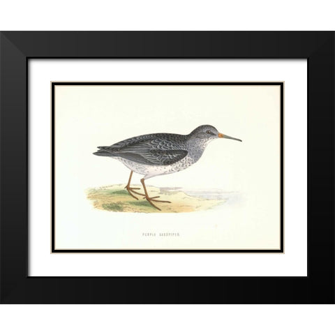Purple Sandpiper Black Modern Wood Framed Art Print with Double Matting by Morris, Rev FO