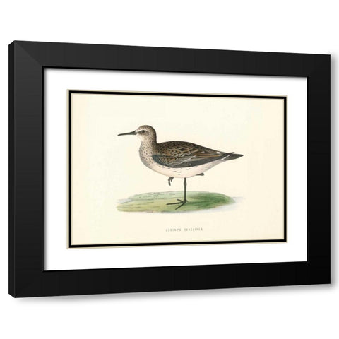 Schinzs Sandpiper Black Modern Wood Framed Art Print with Double Matting by Morris, Rev FO
