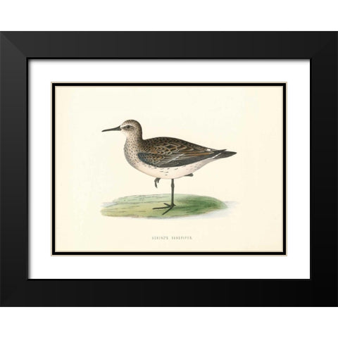 Schinzs Sandpiper Black Modern Wood Framed Art Print with Double Matting by Morris, Rev FO