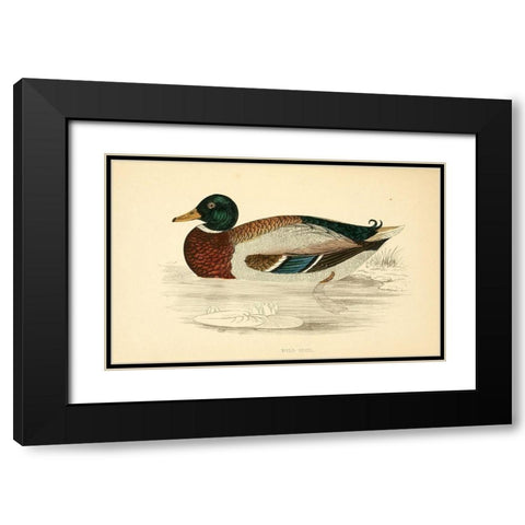 Wild Duck Black Modern Wood Framed Art Print with Double Matting by Morris, Rev FO