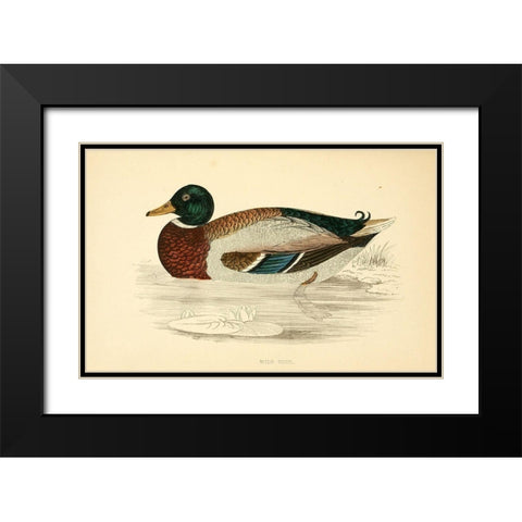 Wild Duck Black Modern Wood Framed Art Print with Double Matting by Morris, Rev FO