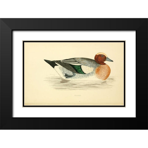 Wigeon Black Modern Wood Framed Art Print with Double Matting by Morris, Rev FO