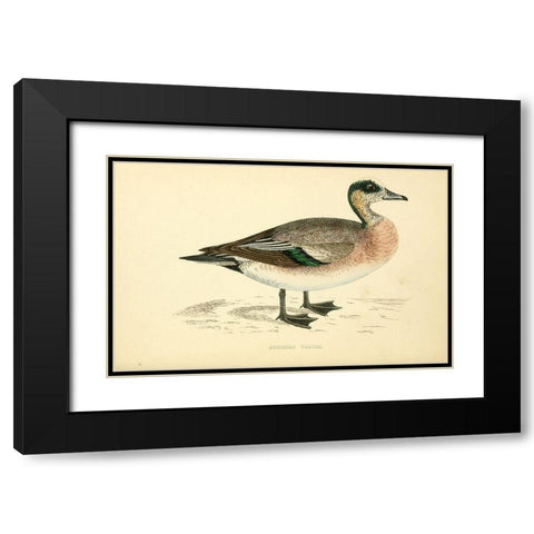American Wigeon Black Modern Wood Framed Art Print with Double Matting by Morris, Rev FO