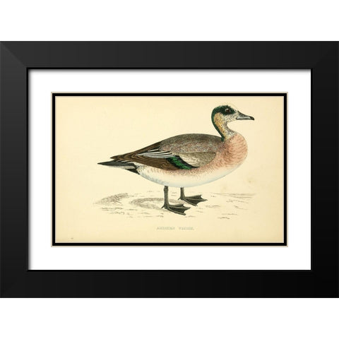 American Wigeon Black Modern Wood Framed Art Print with Double Matting by Morris, Rev FO