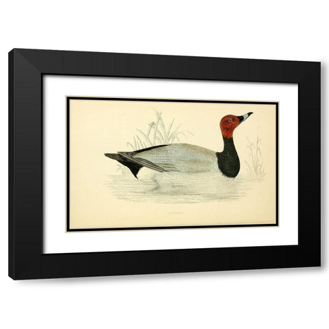 Pochard Black Modern Wood Framed Art Print with Double Matting by Morris, Rev FO