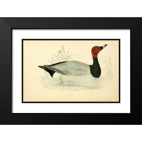 Pochard Black Modern Wood Framed Art Print with Double Matting by Morris, Rev FO