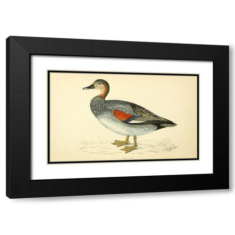 Gadwall Black Modern Wood Framed Art Print with Double Matting by Morris, Rev FO