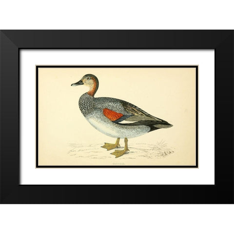 Gadwall Black Modern Wood Framed Art Print with Double Matting by Morris, Rev FO