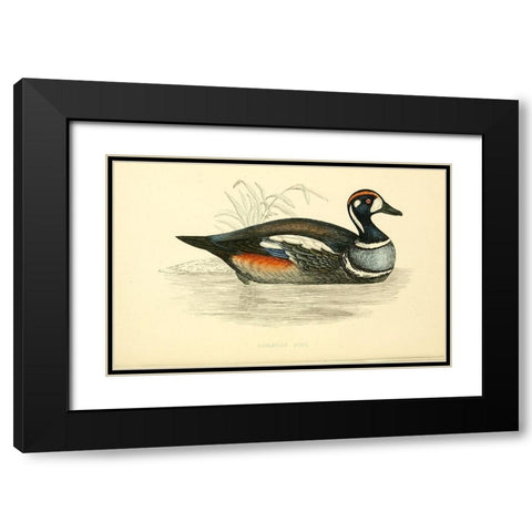 Harlequin Duck Black Modern Wood Framed Art Print with Double Matting by Morris, Rev FO