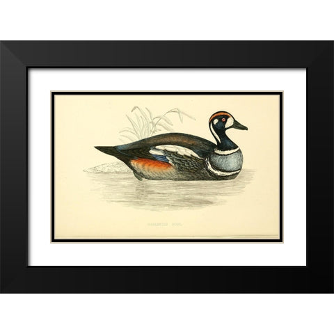 Harlequin Duck Black Modern Wood Framed Art Print with Double Matting by Morris, Rev FO
