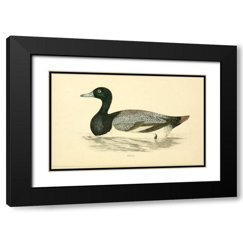 Scaup Black Modern Wood Framed Art Print with Double Matting by Morris, Rev FO