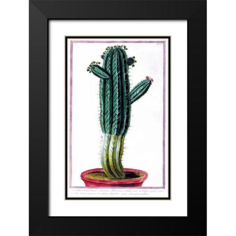Cactus, Tithymalus Black Modern Wood Framed Art Print with Double Matting by Bonelli, Giorgio