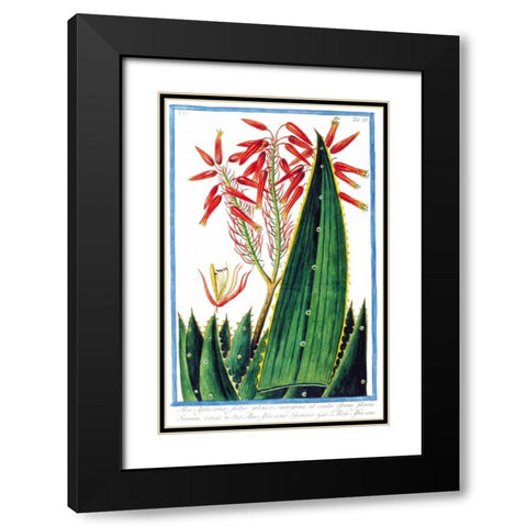 Aloe Africana Black Modern Wood Framed Art Print with Double Matting by Bonelli, Giorgio