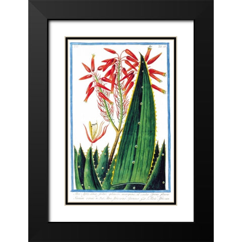 Aloe Africana Black Modern Wood Framed Art Print with Double Matting by Bonelli, Giorgio