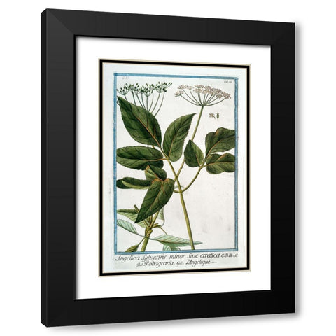 Cow Parsley 3 Black Modern Wood Framed Art Print with Double Matting by Bonelli, Giorgio