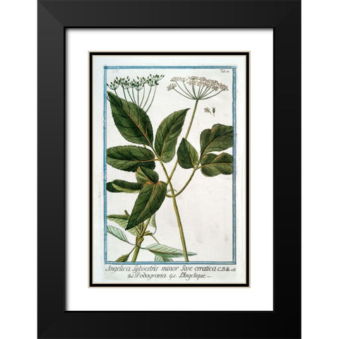 Cow Parsley 3 Black Modern Wood Framed Art Print with Double Matting by Bonelli, Giorgio