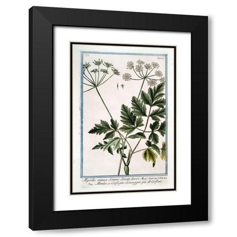 Cow Parsley 4 Black Modern Wood Framed Art Print with Double Matting by Bonelli, Giorgio