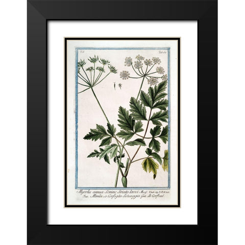 Cow Parsley 4 Black Modern Wood Framed Art Print with Double Matting by Bonelli, Giorgio