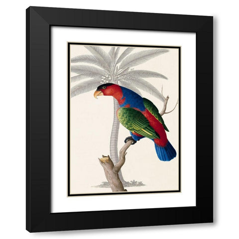 Palm/Lory Parrot Black Modern Wood Framed Art Print with Double Matting by Ehret-De Bevere