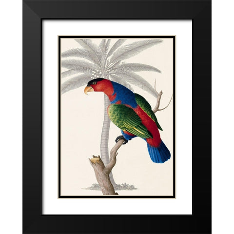 Palm/Lory Parrot Black Modern Wood Framed Art Print with Double Matting by Ehret-De Bevere