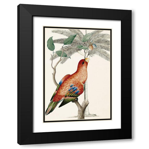 Palm/Lory Parrot Black Modern Wood Framed Art Print with Double Matting by Ehret-De Bevere