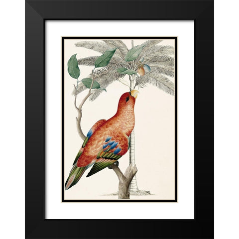 Palm/Lory Parrot Black Modern Wood Framed Art Print with Double Matting by Ehret-De Bevere