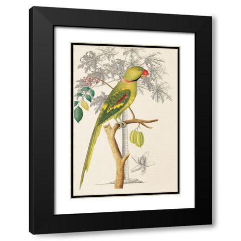 Palm/Parakeet Black Modern Wood Framed Art Print with Double Matting by Ehret-De Bevere
