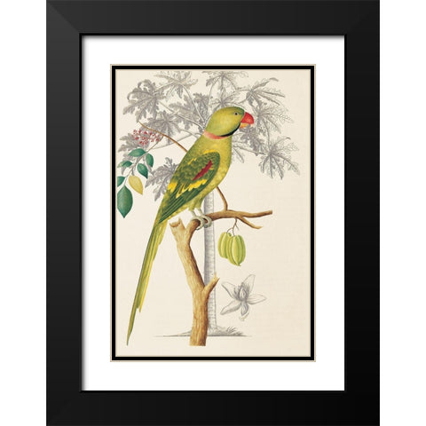 Palm/Parakeet Black Modern Wood Framed Art Print with Double Matting by Ehret-De Bevere