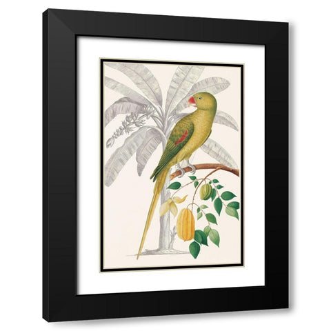 Palm/Parakeet Black Modern Wood Framed Art Print with Double Matting by Ehret-De Bevere