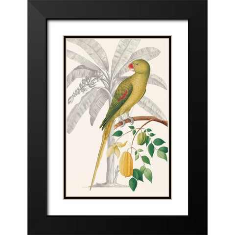 Palm/Parakeet Black Modern Wood Framed Art Print with Double Matting by Ehret-De Bevere