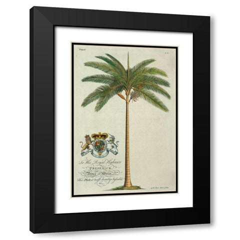 King Palm Black Modern Wood Framed Art Print with Double Matting by Ehret, Georg