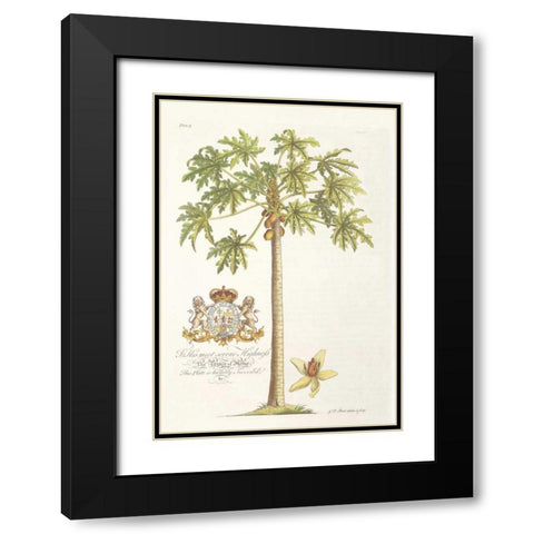 Papaya Tree Black Modern Wood Framed Art Print with Double Matting by Ehret, Georg