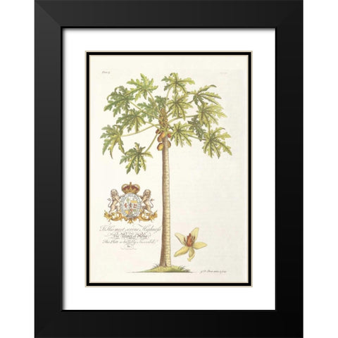 Papaya Tree Black Modern Wood Framed Art Print with Double Matting by Ehret, Georg