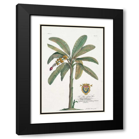 Banana Tree Black Modern Wood Framed Art Print with Double Matting by Ehret, Georg