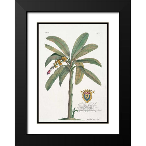 Banana Tree Black Modern Wood Framed Art Print with Double Matting by Ehret, Georg