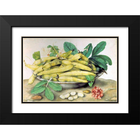 Dish of Broad Beans Black Modern Wood Framed Art Print with Double Matting by Garzoni, Giovanna