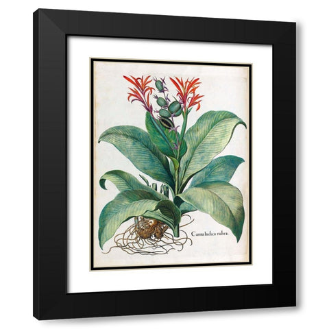 Canna Indica Black Modern Wood Framed Art Print with Double Matting by Besler, Basilius