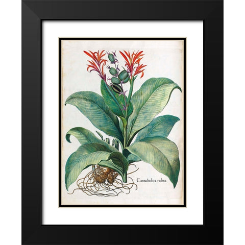 Canna Indica Black Modern Wood Framed Art Print with Double Matting by Besler, Basilius